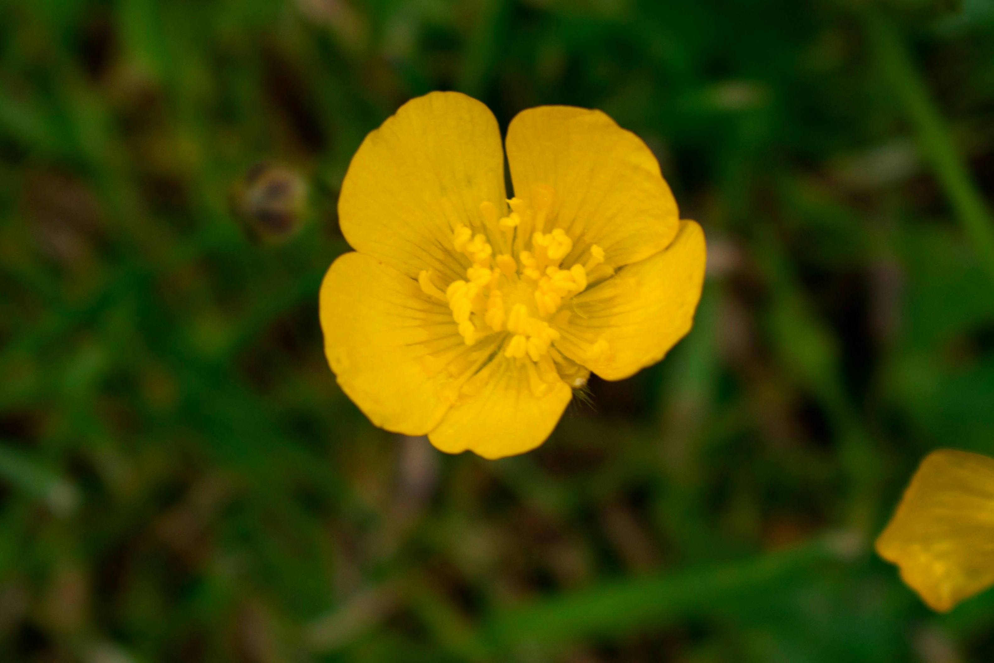 Image of user's plant or flower
