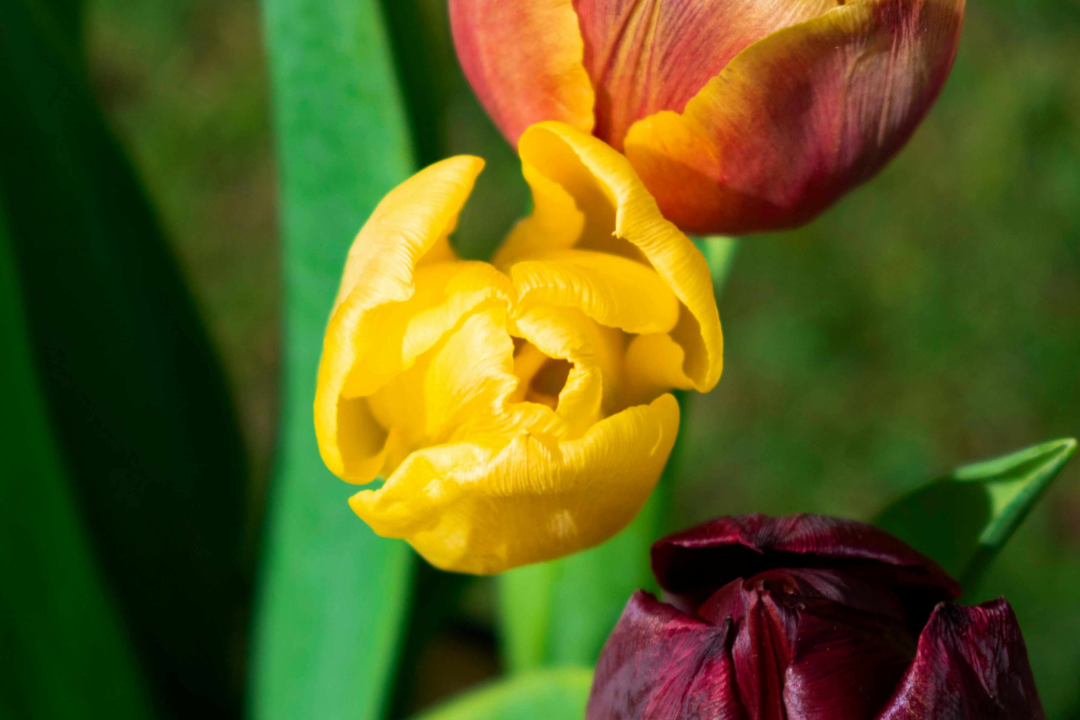 Image of user's plant or flower