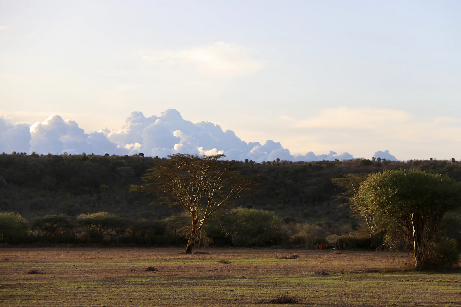 A lone reticulated giraffe standing in open country, a pattern found almost nowhere else
