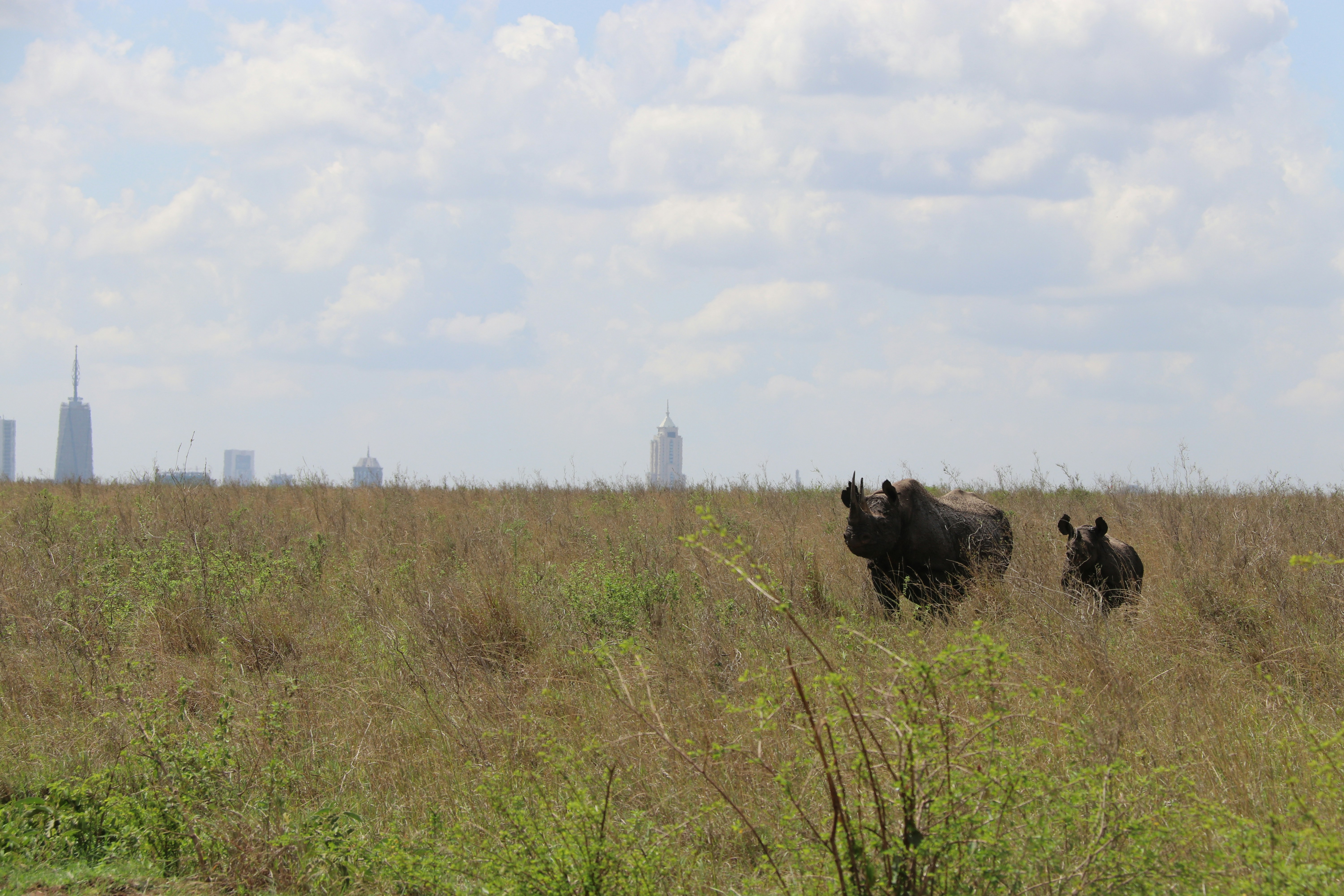 a couple of animals that are standing in the grass, Two rhinos in Nairobi National Park.