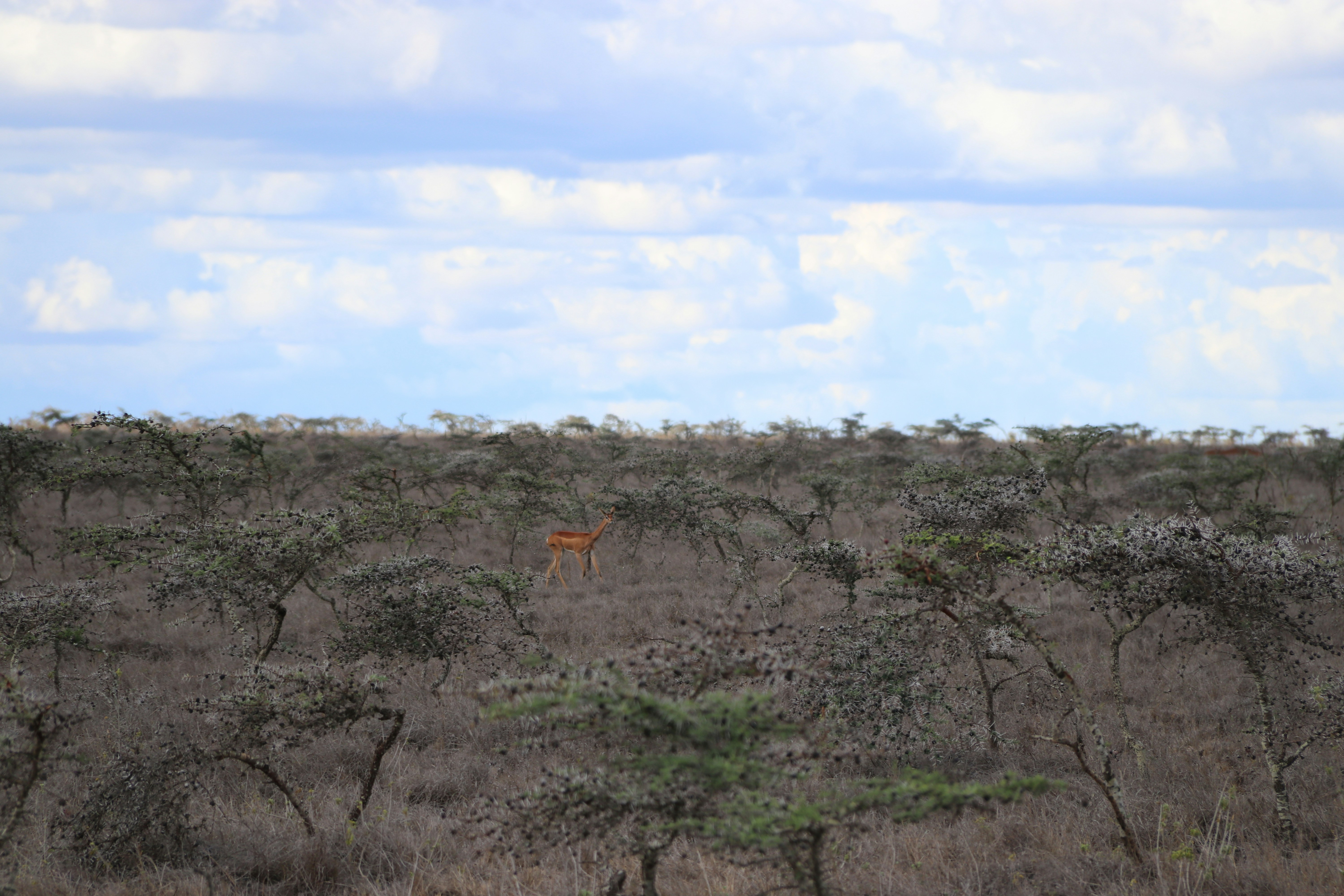 An antelope in Laikipia, Kenya.