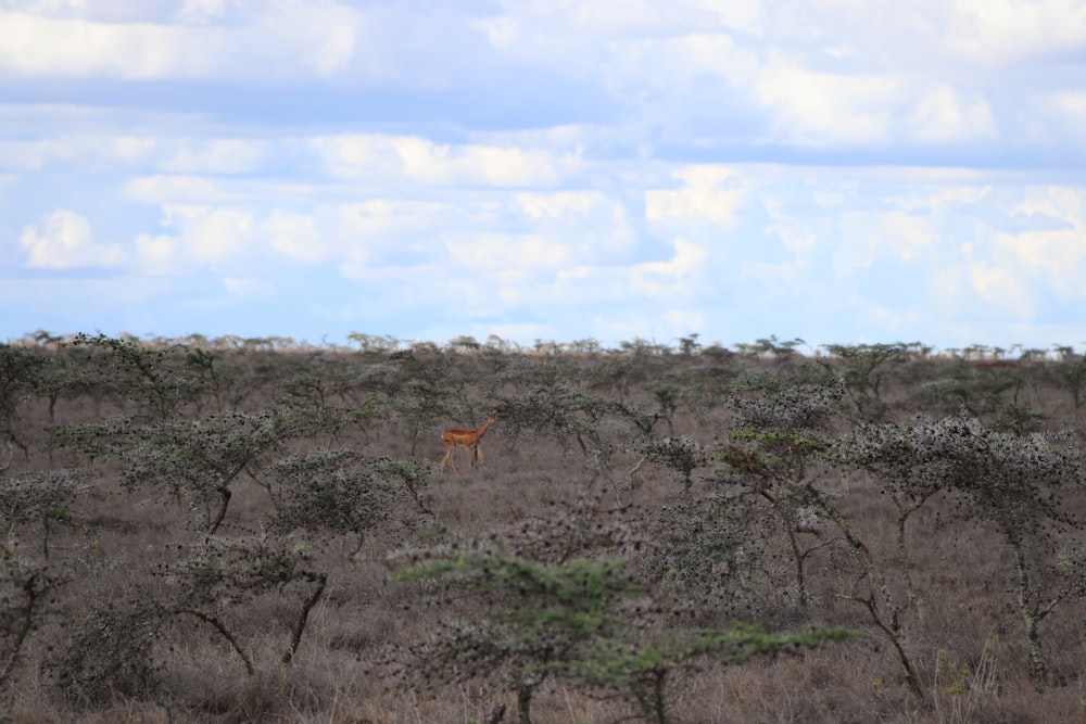 a deer standing in the middle of a field