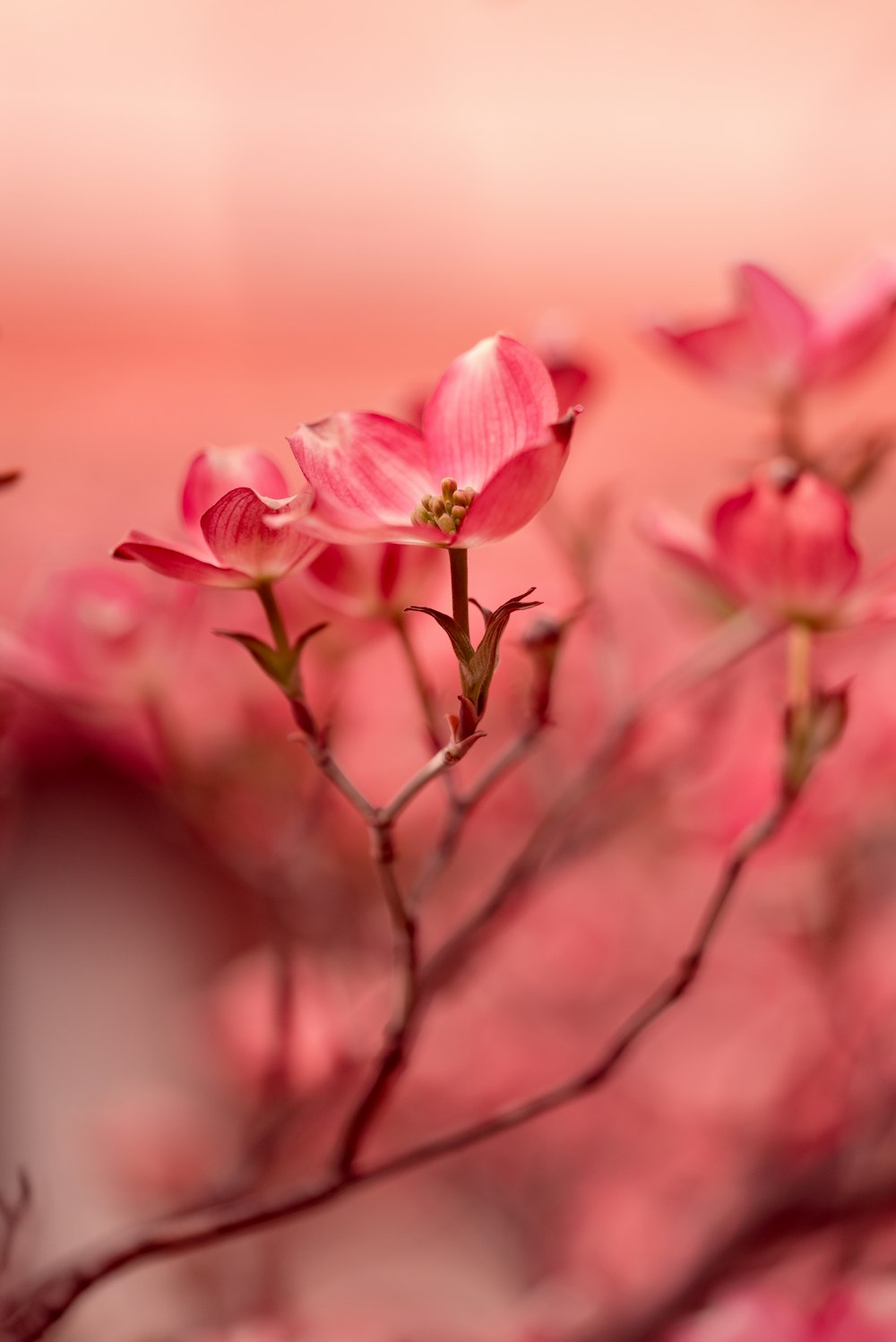 a pink flower on a plant