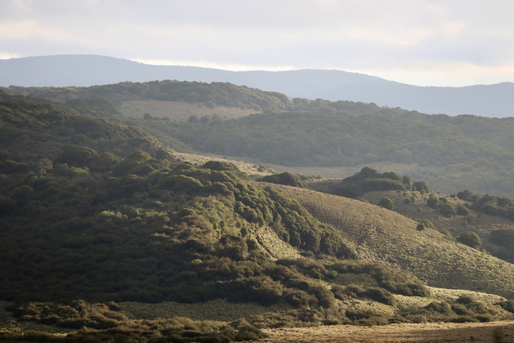 a hilly area with trees and mountains in the background