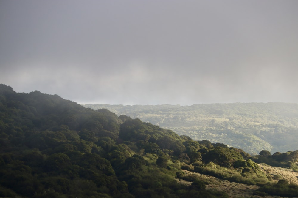 a view of a lush green hillside covered in trees