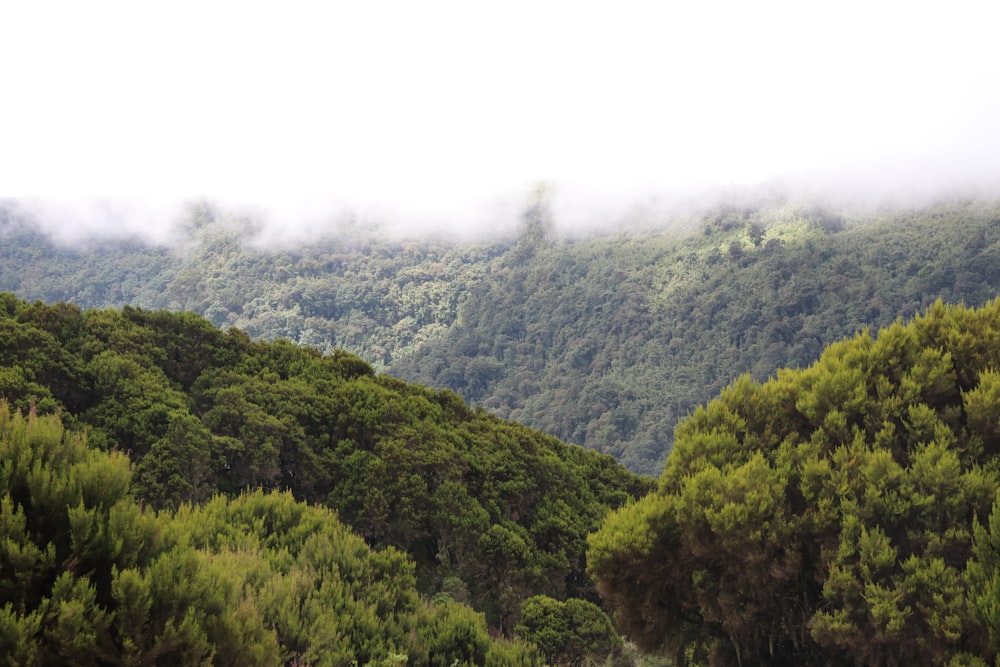 a lush green forest filled with lots of trees