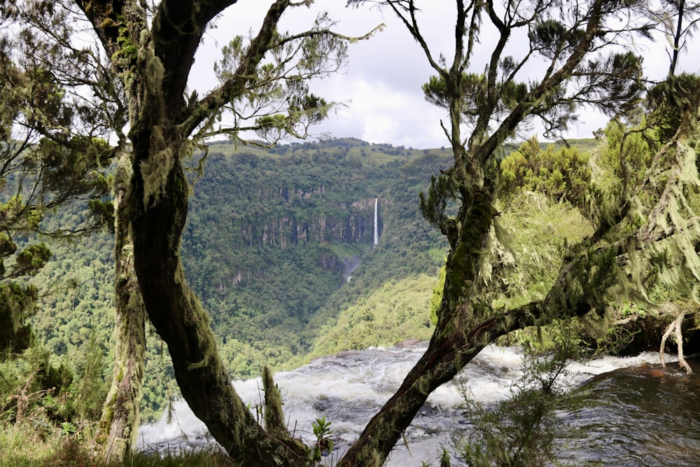 a river running through a lush green forest