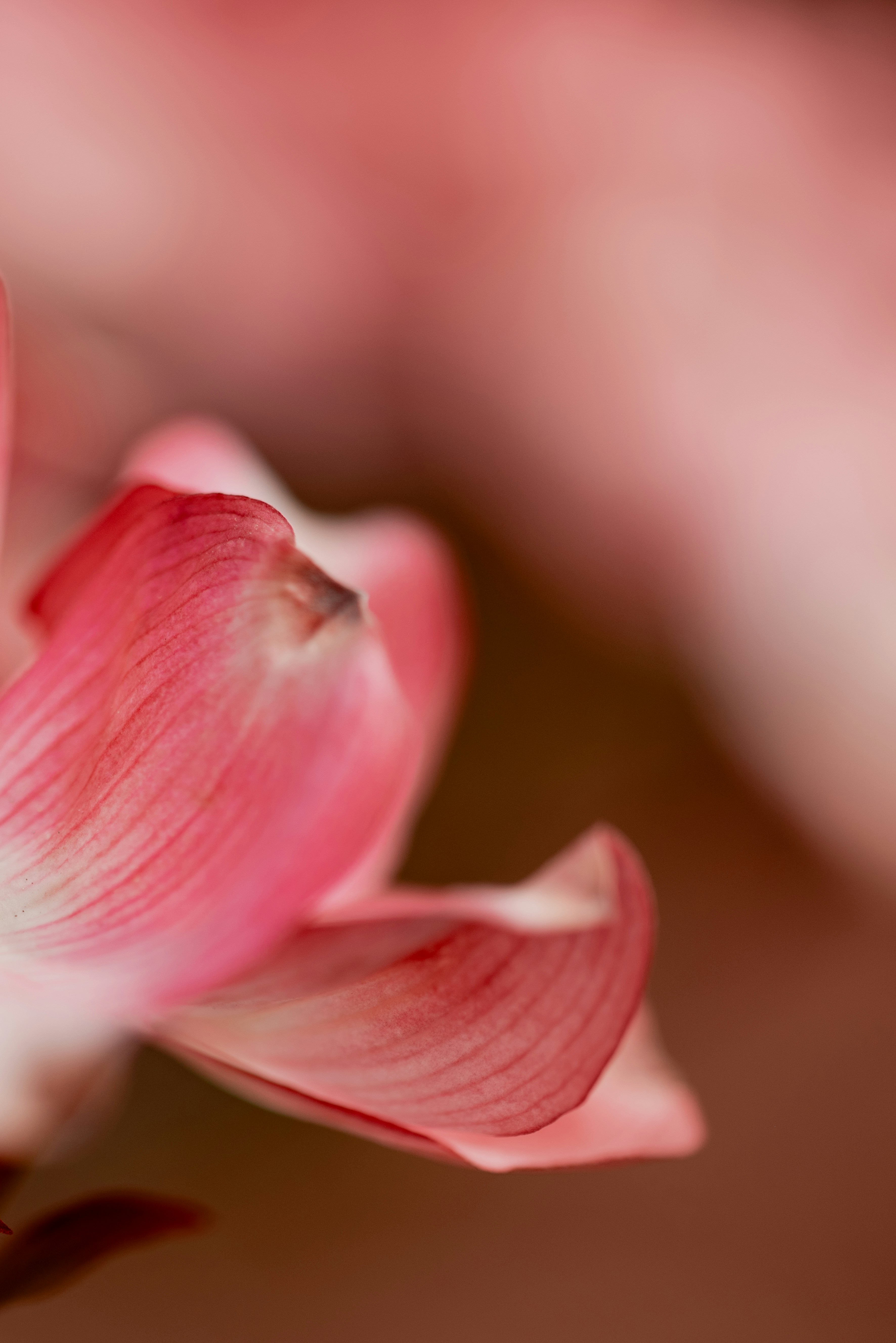 Photo by lauraadaiphoto