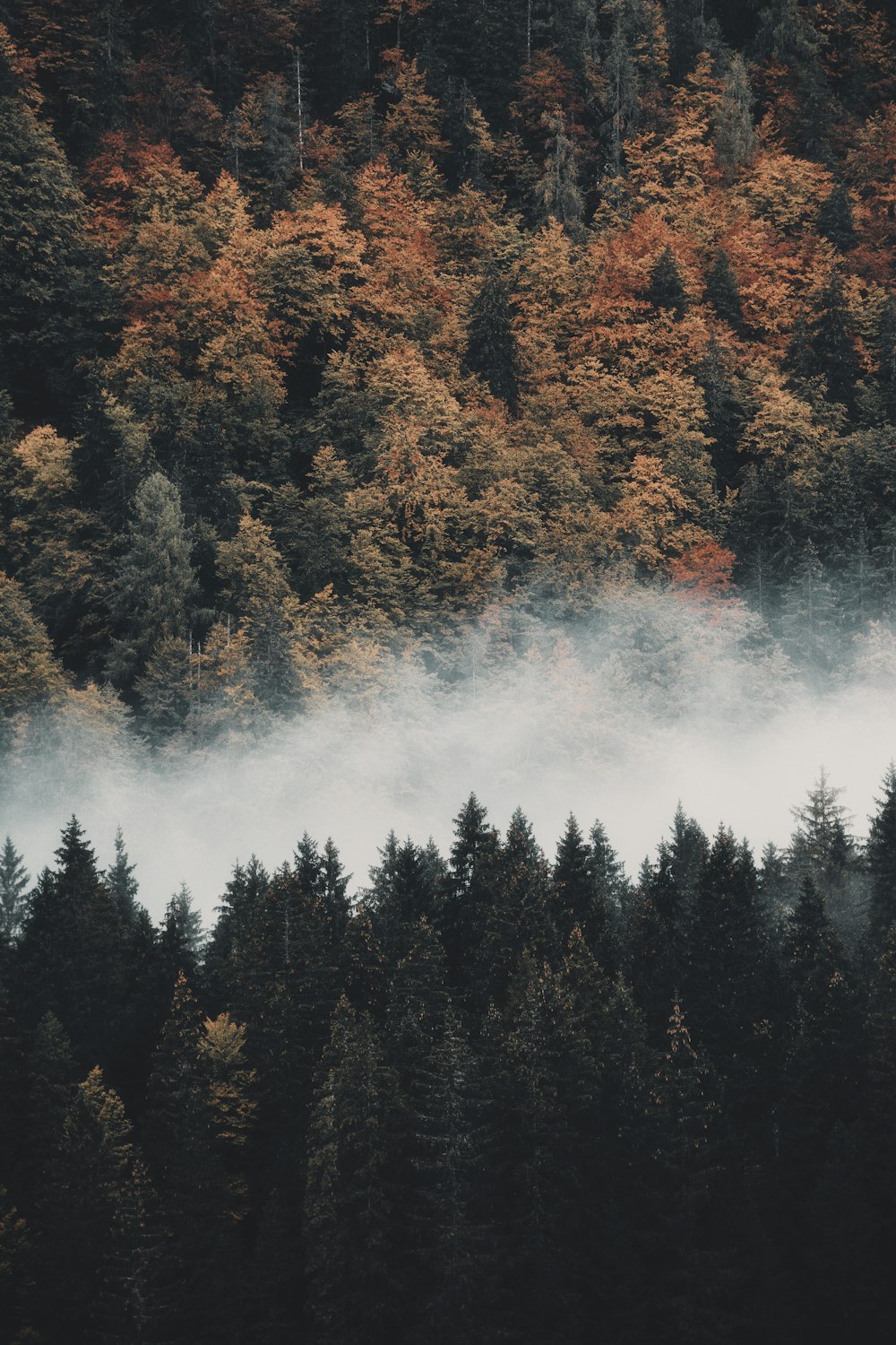 a forest filled with lots of trees covered in fog