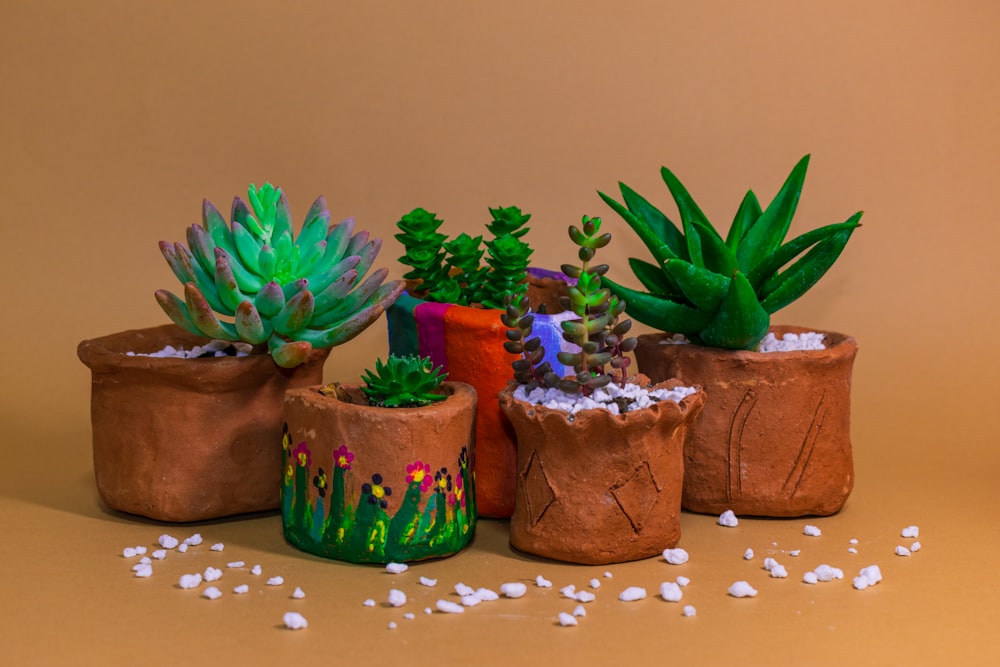 a group of potted plants sitting on top of a table