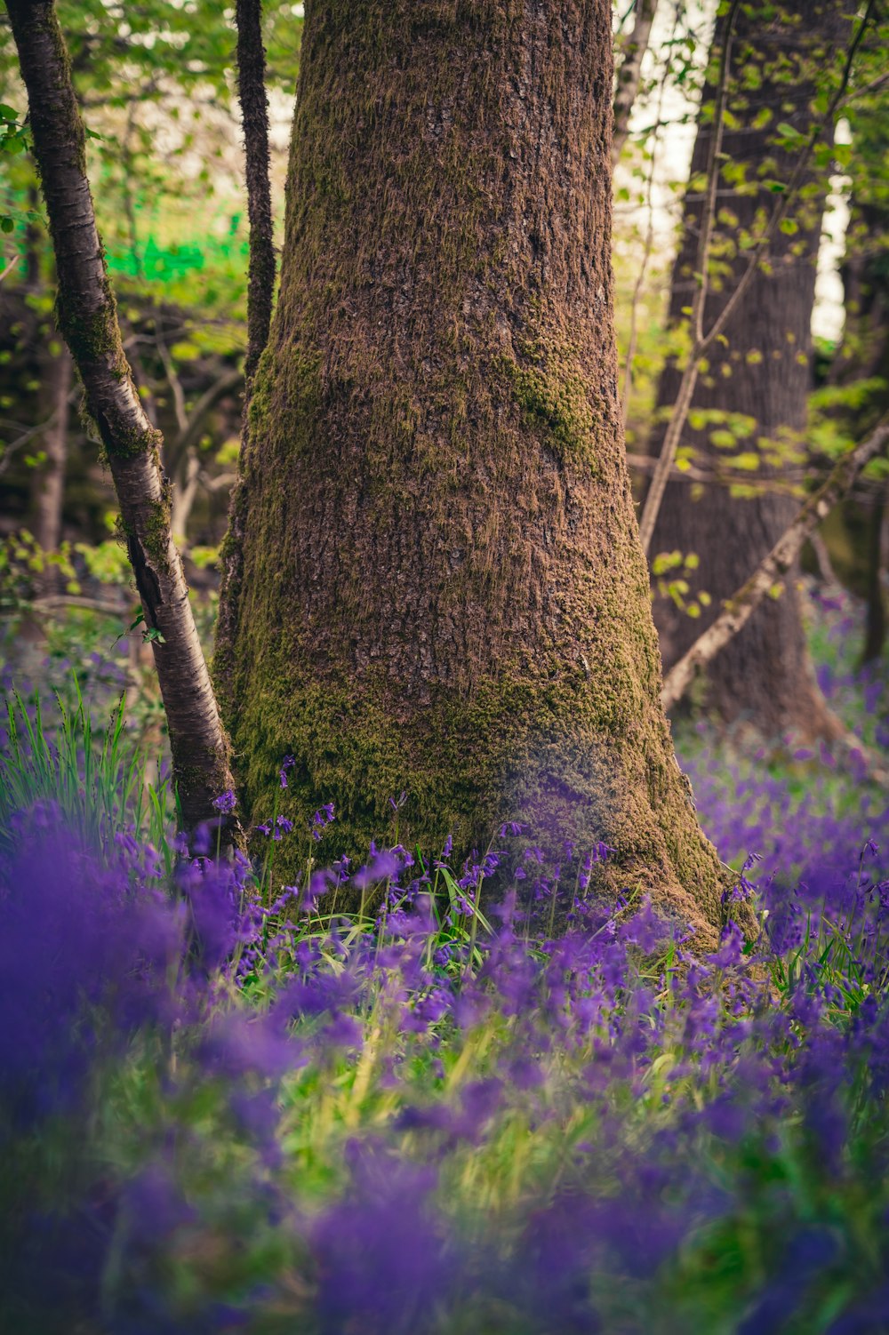 a tree in the middle of a forest filled with purple flowers