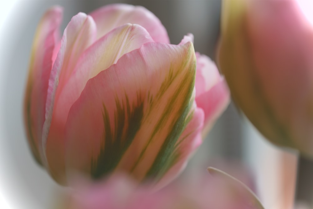 a close up of a pink flower with a blurry background