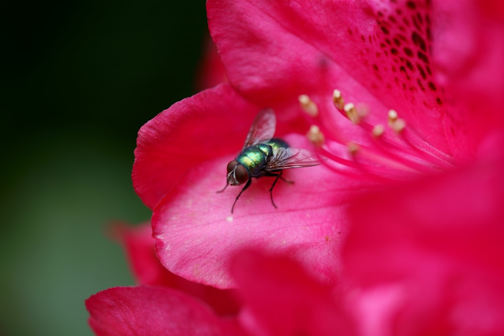 a green fly sitting on a pink flower