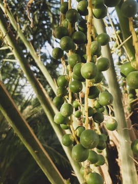 Clusters of small green fruits hang from thin yellow stems, surrounded by long, slender green leaves. The bright sunlight enhances the vibrant green hues, creating a lively and natural atmosphere.