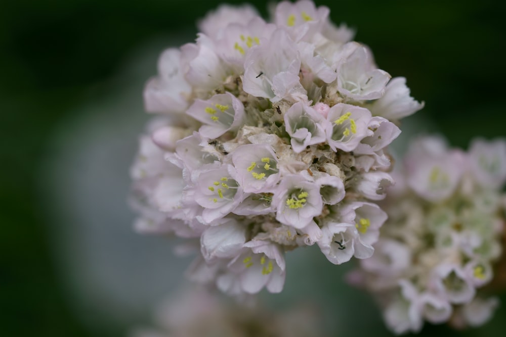 a close up of a flower with a blurry background