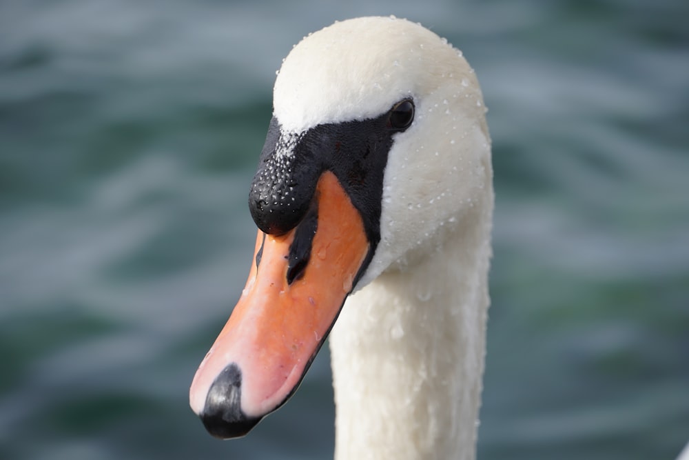 um close up da cabeça de um cisne com água ao fundo