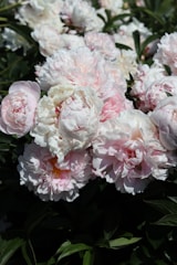 A cluster of blooming peonies with soft pink and white petals, surrounded by rich green foliage. The flowers are full and abundant, displaying a mix of freshly opened blossoms and some that are fully matured.