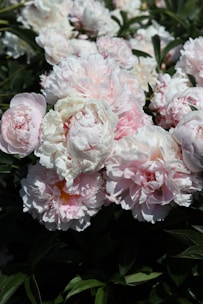 A cluster of blooming peonies with soft pink and white petals, surrounded by rich green foliage. The flowers are full and abundant, displaying a mix of freshly opened blossoms and some that are fully matured.