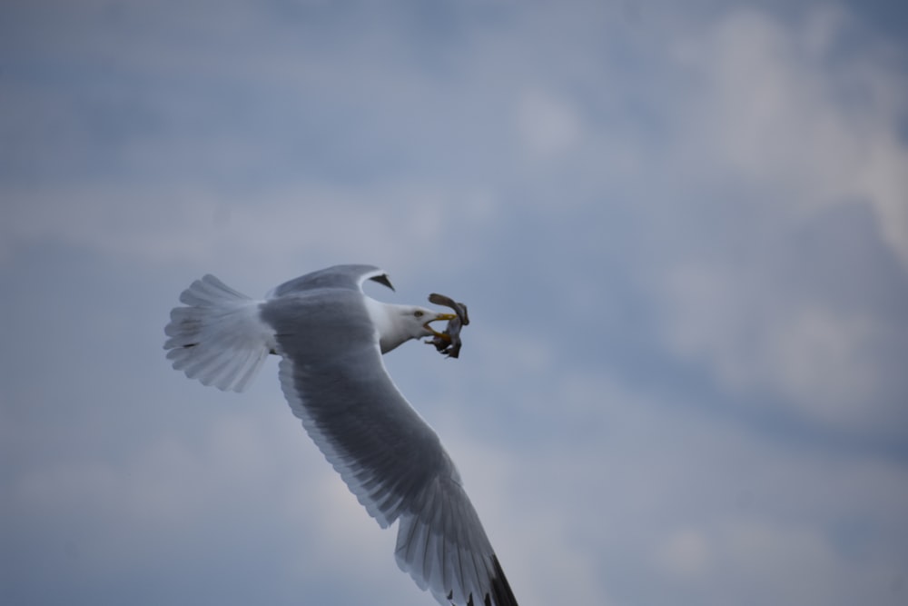 a seagull flying with a fish in its beak