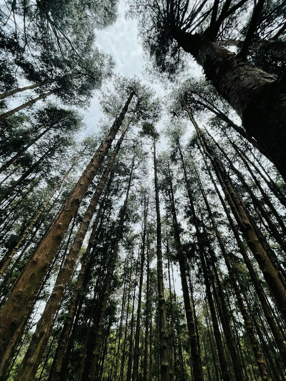 a group of tall trees standing next to each other