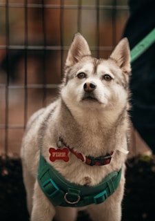 A dog with gray and white fur, wearing a turquoise harness and a red dog tag in the shape of a bone. The dog is looking forward with a calm and attentive expression. Background features a blurred fence with brown tones.