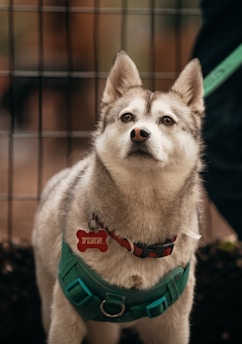 A dog with gray and white fur, wearing a turquoise harness and a red dog tag in the shape of a bone. The dog is looking forward with a calm and attentive expression. Background features a blurred fence with brown tones.