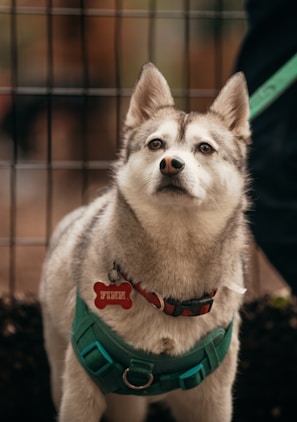 A dog with gray and white fur, wearing a turquoise harness and a red dog tag in the shape of a bone. The dog is looking forward with a calm and attentive expression. Background features a blurred fence with brown tones.