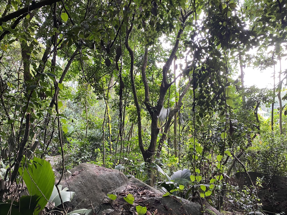 a forest filled with lots of trees and rocks