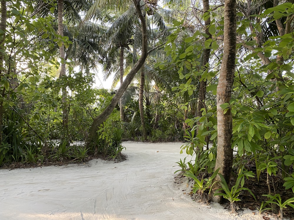 a dirt road surrounded by trees and bushes