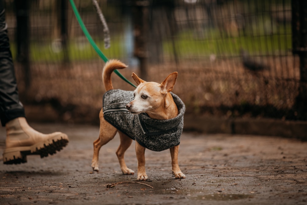 a small dog wearing a sweater on a leash