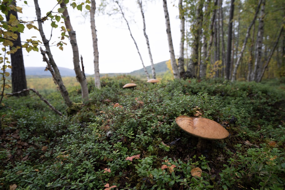 a group of mushrooms sitting on top of a lush green forest