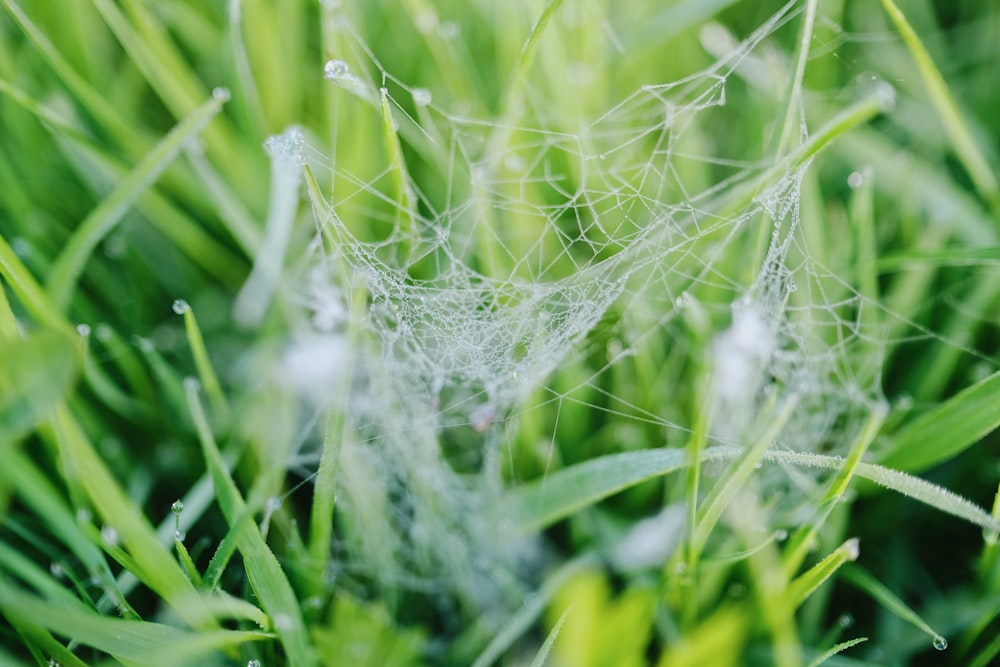 a close up of a spider web in the grass