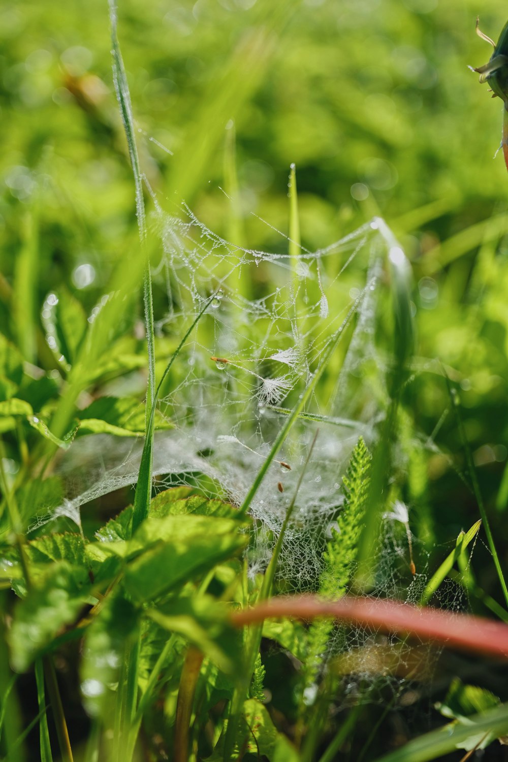 a close up of a spider web in the grass