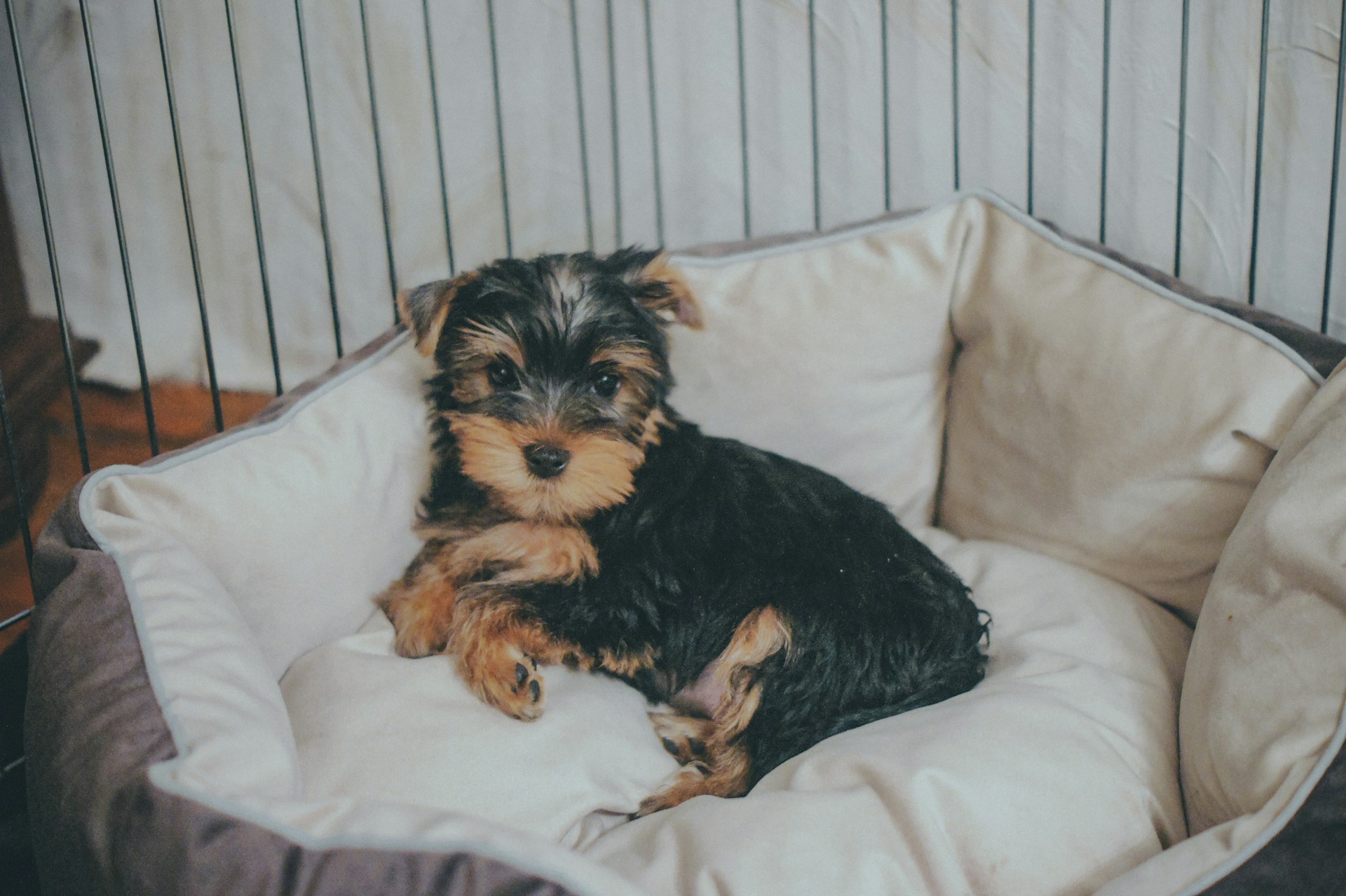 a small black and brown dog laying in a dog bed