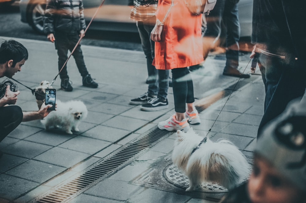 a group of people standing on a sidewalk next to a white dog