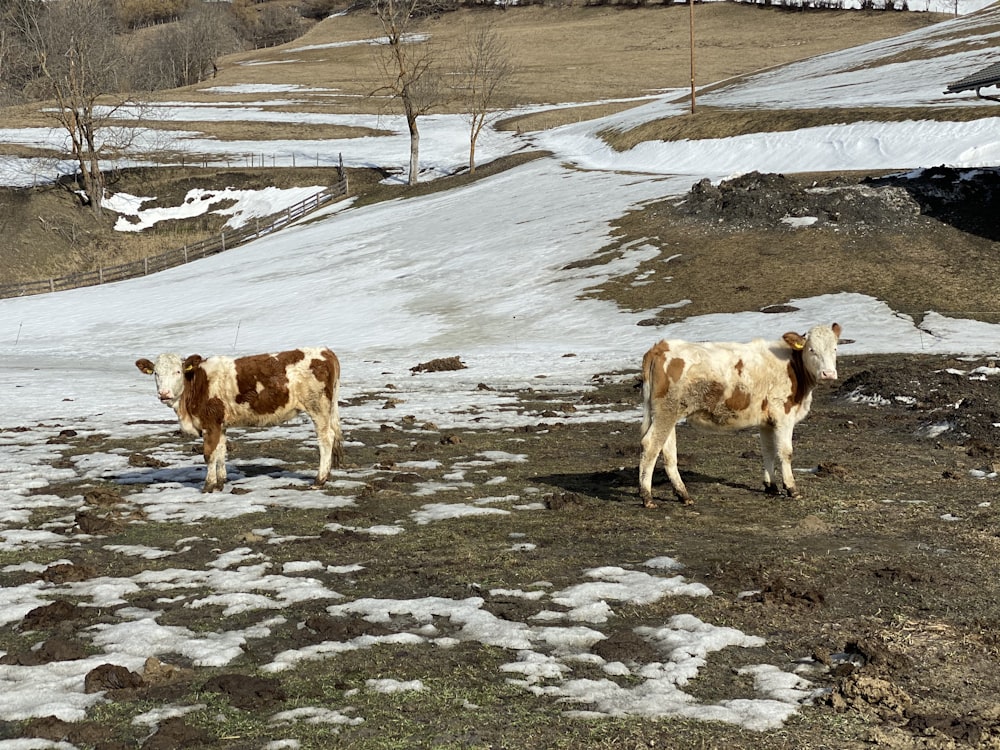 Un par de vacas de pie en la parte superior de un campo cubierto de nieve