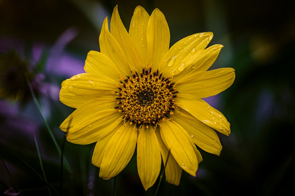 a yellow flower with water droplets on it