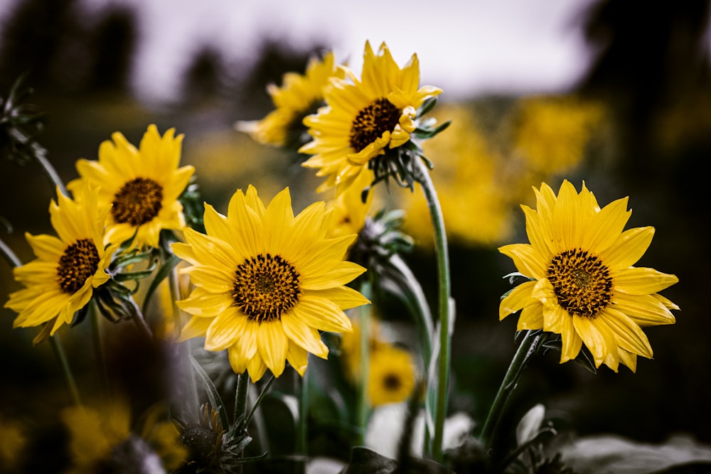 a bunch of yellow flowers in a field