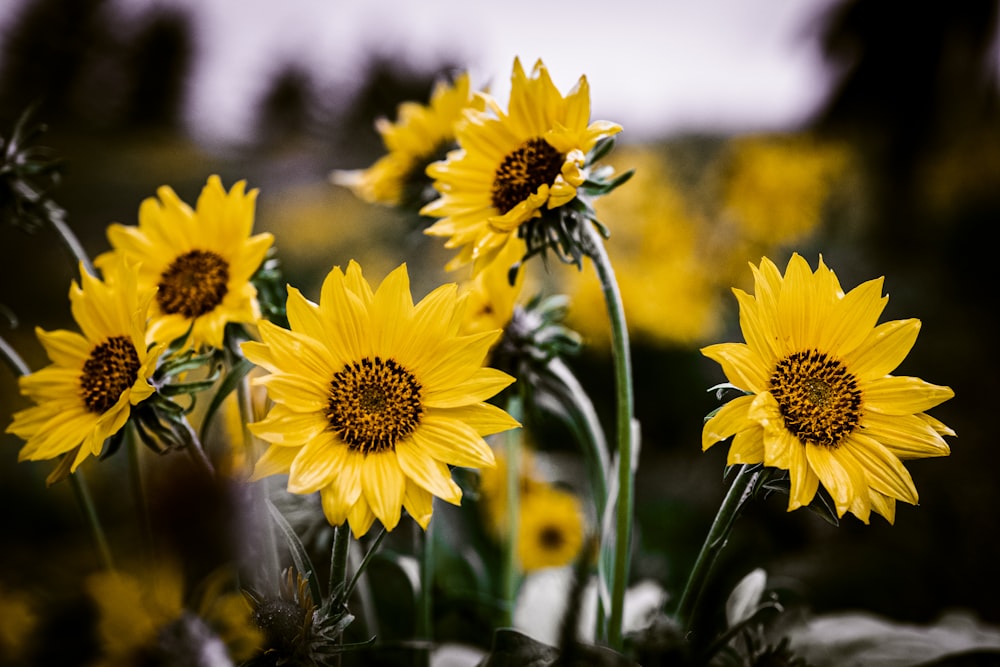 un mazzo di fiori gialli in un campo