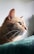 a close up of a cat on a bed
