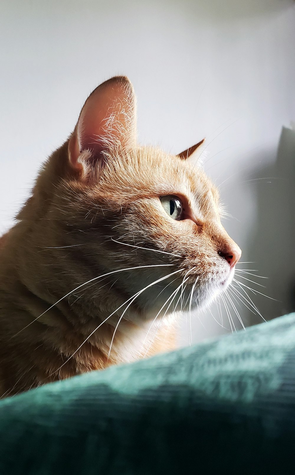 a close up of a cat on a bed