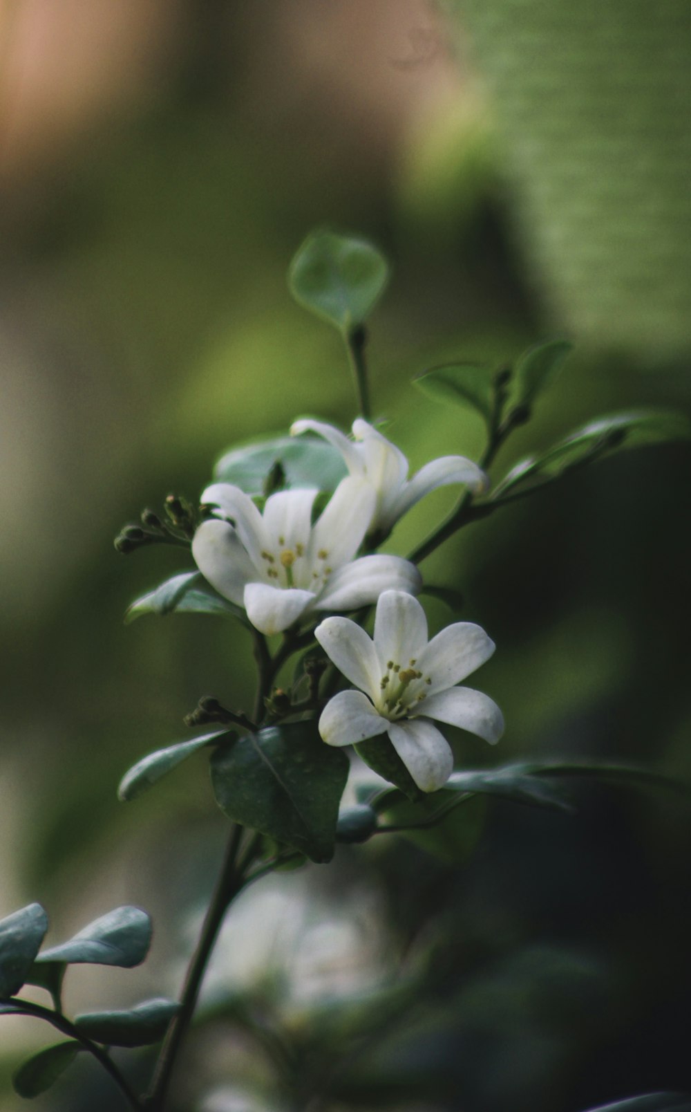 a close up of a white flower with green leaves