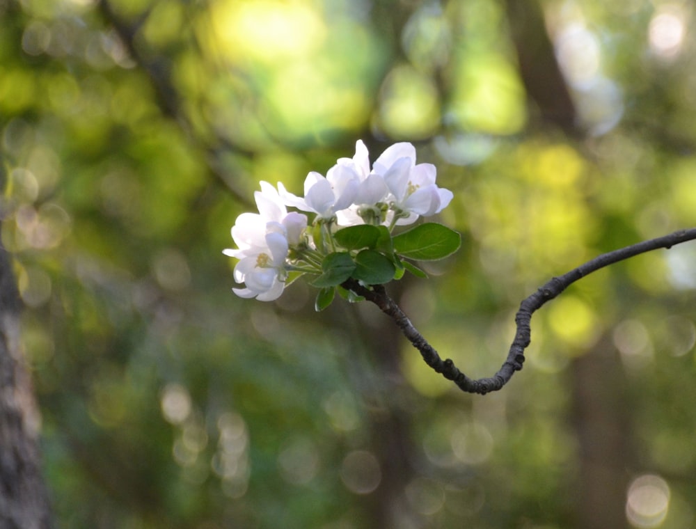 a small white flower on a tree branch