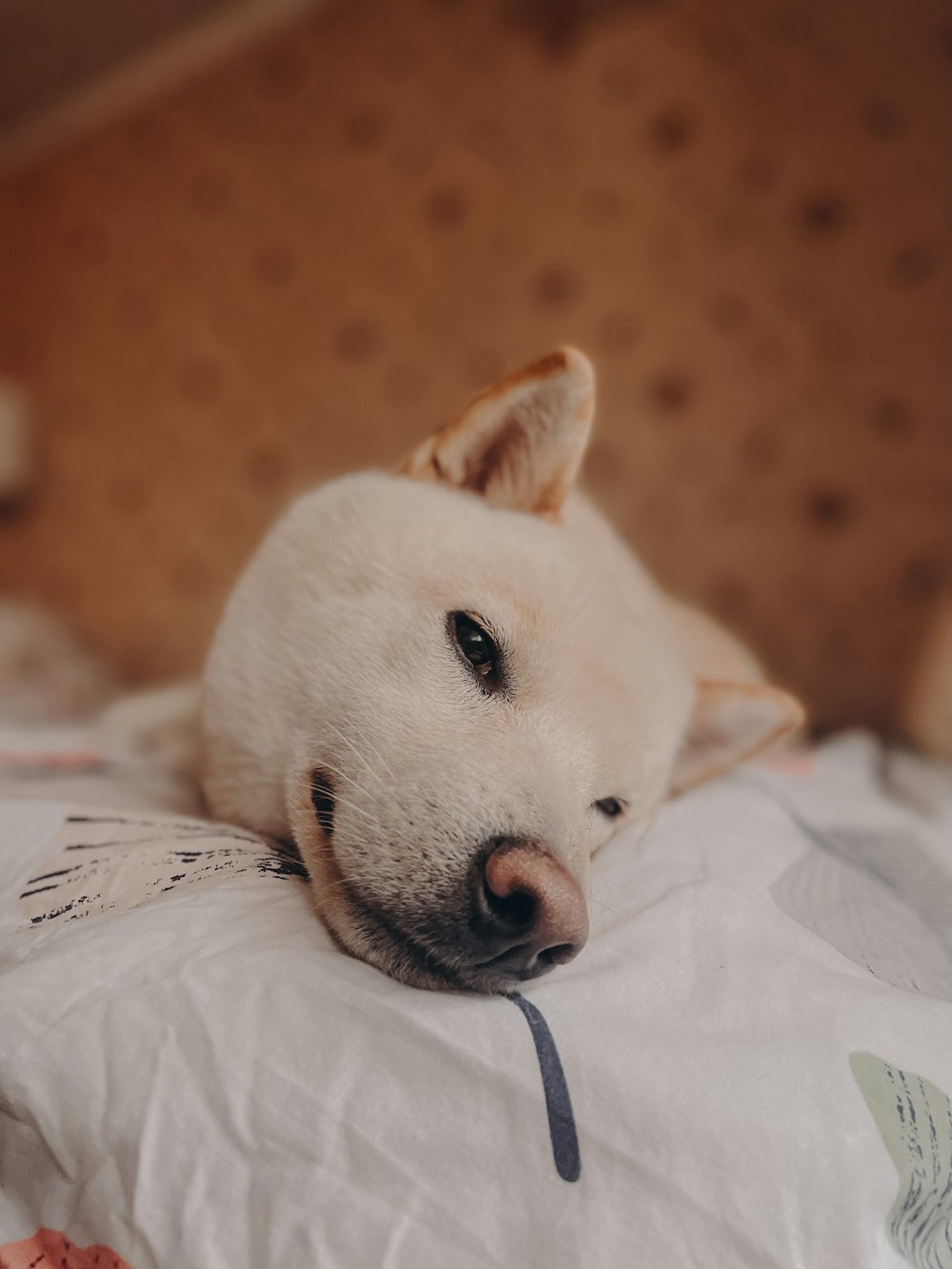 a white dog laying on top of a bed