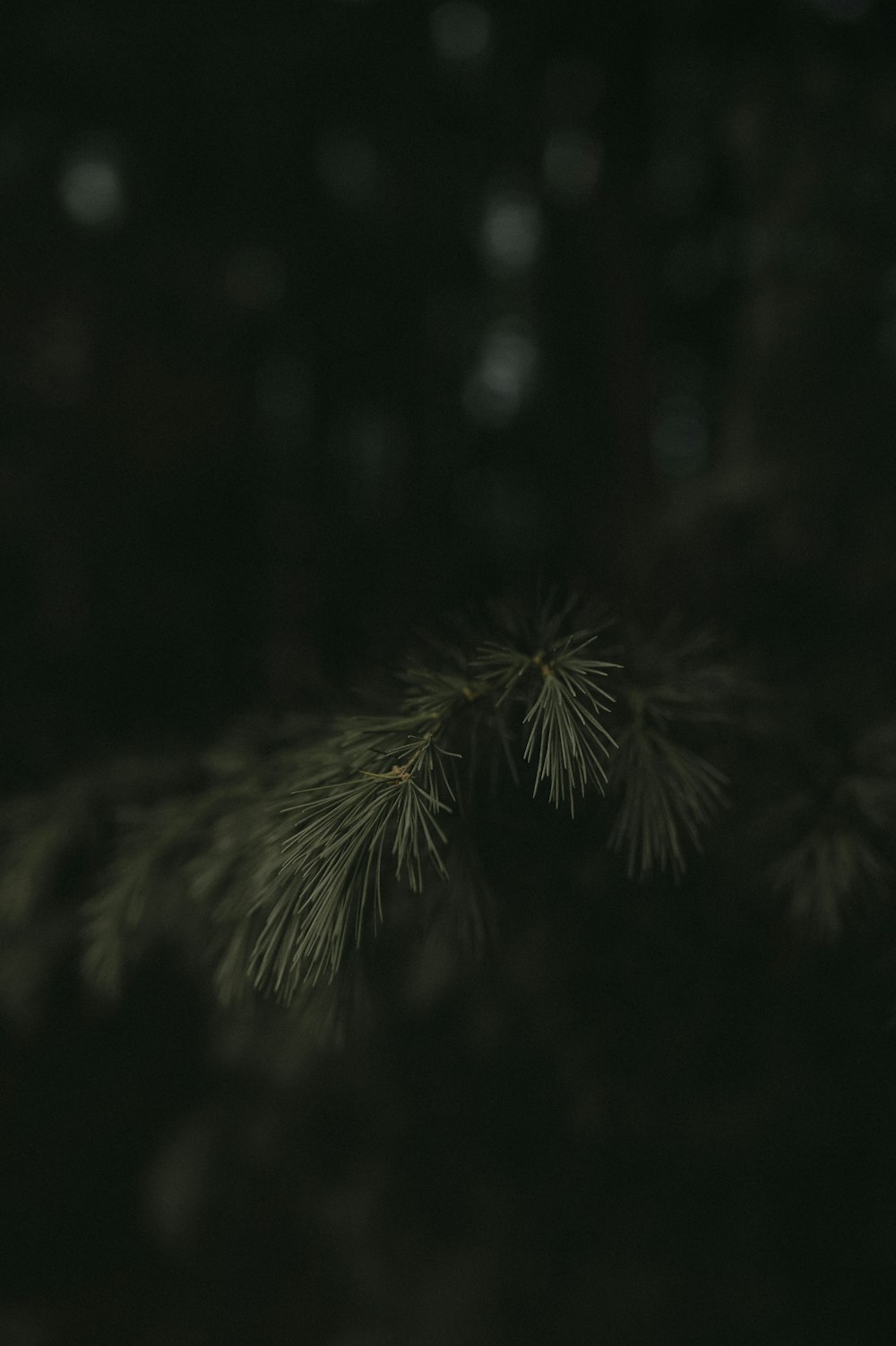 a close up of a pine tree branch