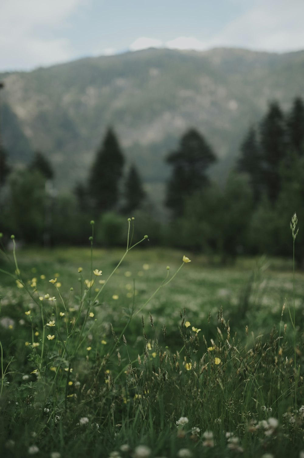 a grassy field with a mountain in the background