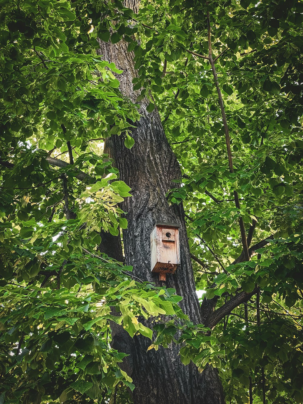 Une cabane à oiseaux au milieu d’un arbre