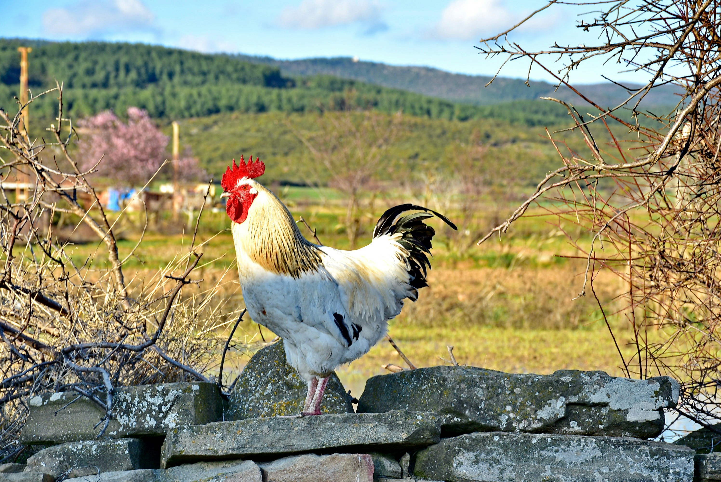 a rooster is standing on a rock wall