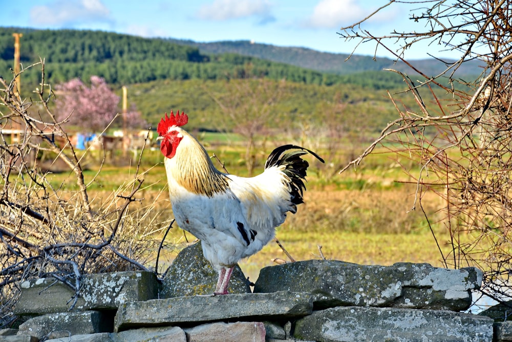 a rooster is standing on a rock wall