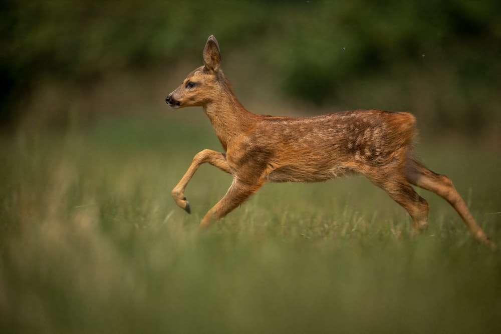 a young deer running through a field of tall grass